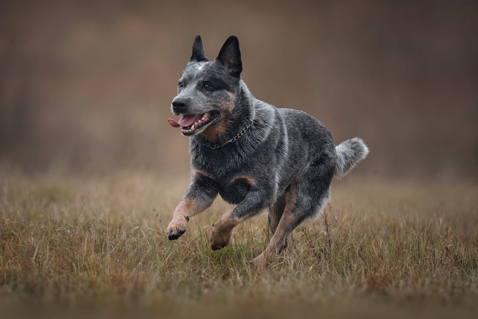 Australian cattle dog heeler in autumn meadow