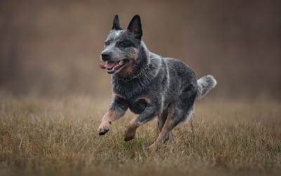 How Much Exercise Does a Blue Heeler Really Need Everyday?