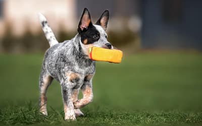 Best Jobs and Tasks for Working Blue Heelers at Home