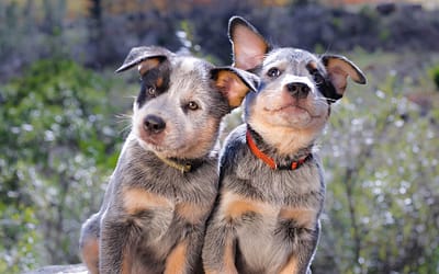 Blue Heeler Puppies: Everything You Need to Know Before Bringing One Home