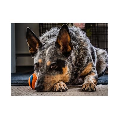 Rustic Heeler Satin Poster - Let's Play Ball